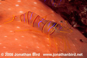 Clown Shrimp [Lebbus grandimanus]