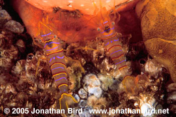 Clown Shrimp [Lebbus grandimanus]