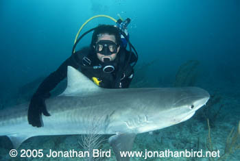 Tiger Shark [Galeocerdo cuvier]