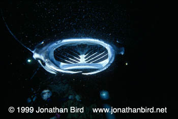 Manta Ray [Manta birostris]