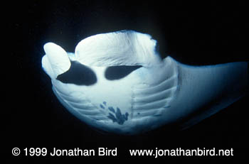 Manta Ray [Manta birostris]