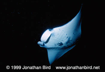 Manta Ray [Manta birostris]