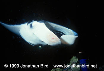 Manta Ray [Manta birostris]