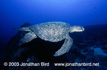 Black Sea turtle [Chelonia agassizi]