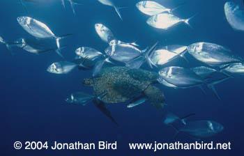 Black Sea turtle [Chelonia agassizi]