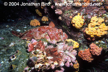 Pacific Spotted Scorpionfish [Scorpaena mystes]