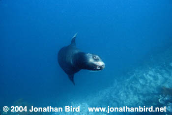 Galapagos Sea lion [zalophus californianus wollebaeki]