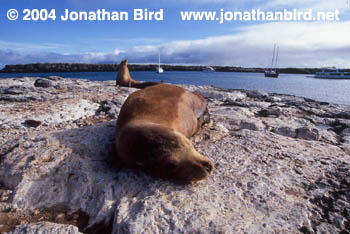 Galapagos Sea lion [zalophus californianus wollebaeki]