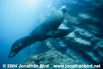 Galapagos Sea lion [zalophus californianus wollebaeki]