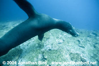 Galapagos Sea lion [zalophus californianus wollebaeki]