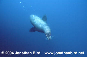 Galapagos Sea lion [zalophus californianus wollebaeki]