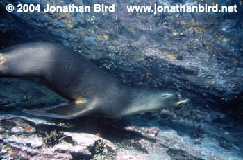 Galapagos Sea lion [zalophus californianus wollebaeki]