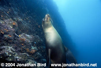 Galapagos Sea lion [zalophus californianus wollebaeki]