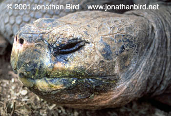 Galapagos Land Tortoise [Geochelone elephantopus]