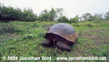 Galapagos Land Tortoise [Geochelone elephantopus]