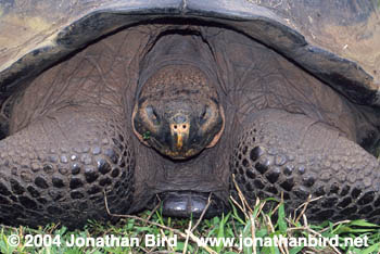 Galapagos Land Tortoise [Geochelone elephantopus]