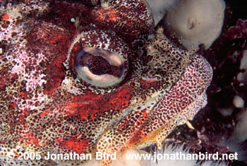 Red Irish Lord Fish [Hemilepidotus hemilepidotus]