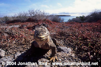 Galapagos Land Iguana [Conolophus subcristatus]