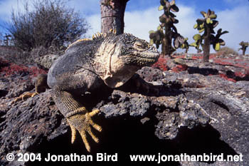 Galapagos Land Iguana [Conolophus subcristatus]