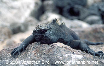 marine Iguana [Amblyrhynchus cristatus]