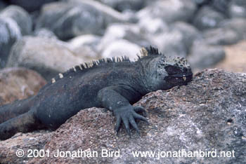 marine Iguana [Amblyrhynchus cristatus]