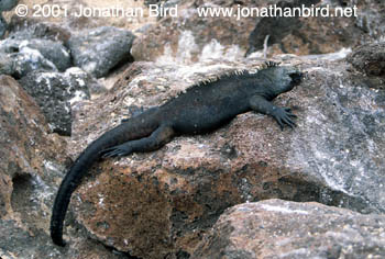 marine Iguana [Amblyrhynchus cristatus]