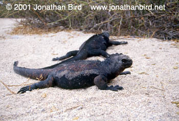 marine Iguana [Amblyrhynchus cristatus]