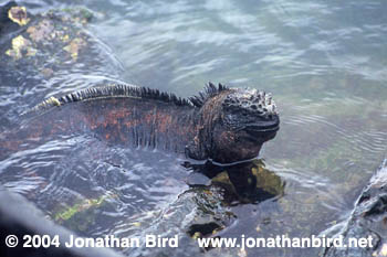 marine Iguana [Amblyrhynchus cristatus]