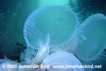 Hooded Nudibranch [Melibe leonina]