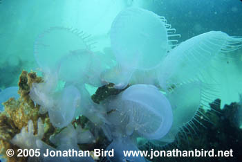 Hooded Nudibranch [Melibe leonina]