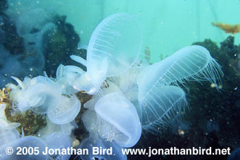 Hooded Nudibranch [Melibe leonina]