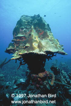 coral Reef [--]