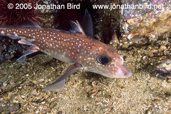 Spotted Ratfish [Hydrolagus colliei]