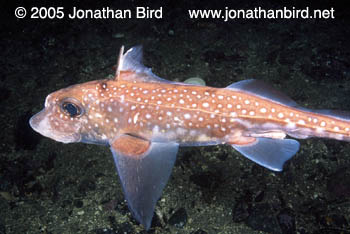 Spotted Ratfish [Hydrolagus colliei]