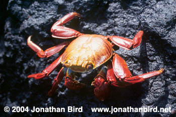 Sally Lightfoot Crab [Grapsus grapsus]