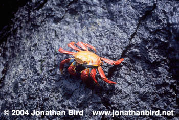 Sally Lightfoot Crab [Grapsus grapsus]