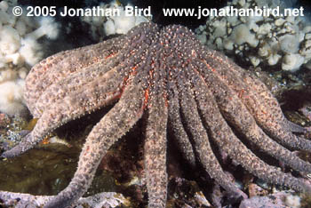 Sunflower Sea star [Pycnopodia helianthoides]