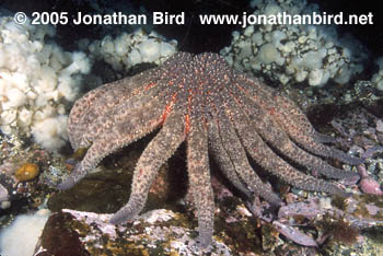 Sunflower Sea star [Pycnopodia helianthoides]