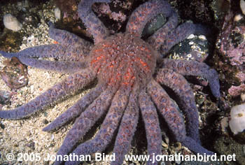 Sunflower Sea star [Pycnopodia helianthoides]