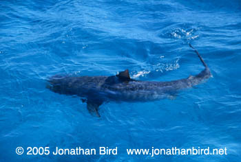 Tiger Shark [Galeocerdo cuvier]