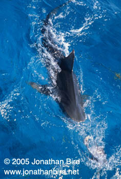 Tiger Shark [Galeocerdo cuvier]