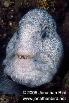 Pacific Wolf Fish [Anarrhichthys ocellatus]