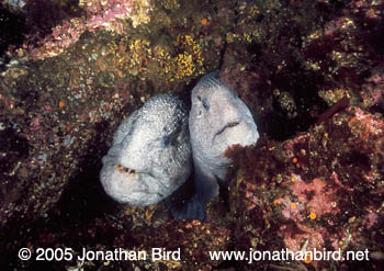 Pacific Wolf Fish [Anarrhichthys ocellatus]