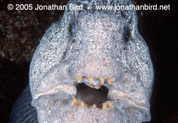 Pacific Wolf Fish [Anarrhichthys ocellatus]