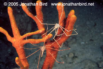 Yellowline Arrow Crab [Stenorhynchus seticornis]