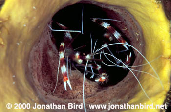 Banded Coral Shrimp [Stenopus hispidus]