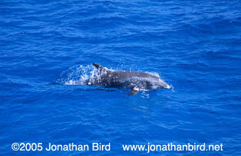 Bottlenosed Dolphin [Tursiops truncatus]