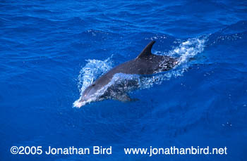 Bottlenosed Dolphin [Tursiops truncatus]