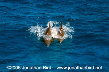 Bottlenosed Dolphin [Tursiops truncatus]