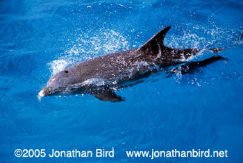 Bottlenosed Dolphin [Tursiops truncatus]